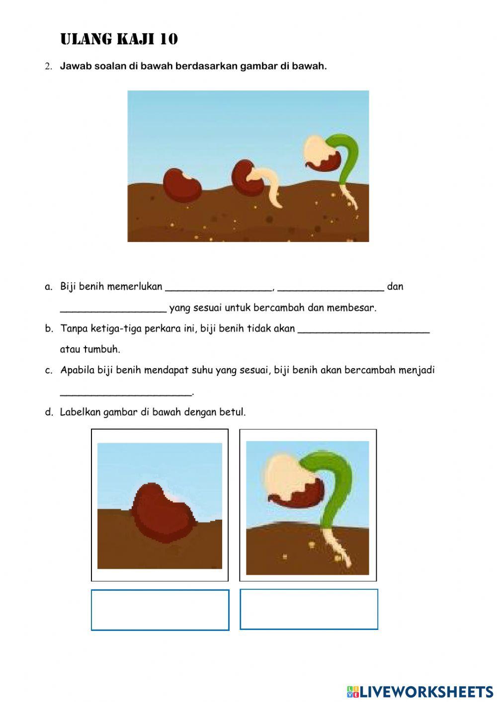 Ulangkaji (Tumbuhan) Tahun 2