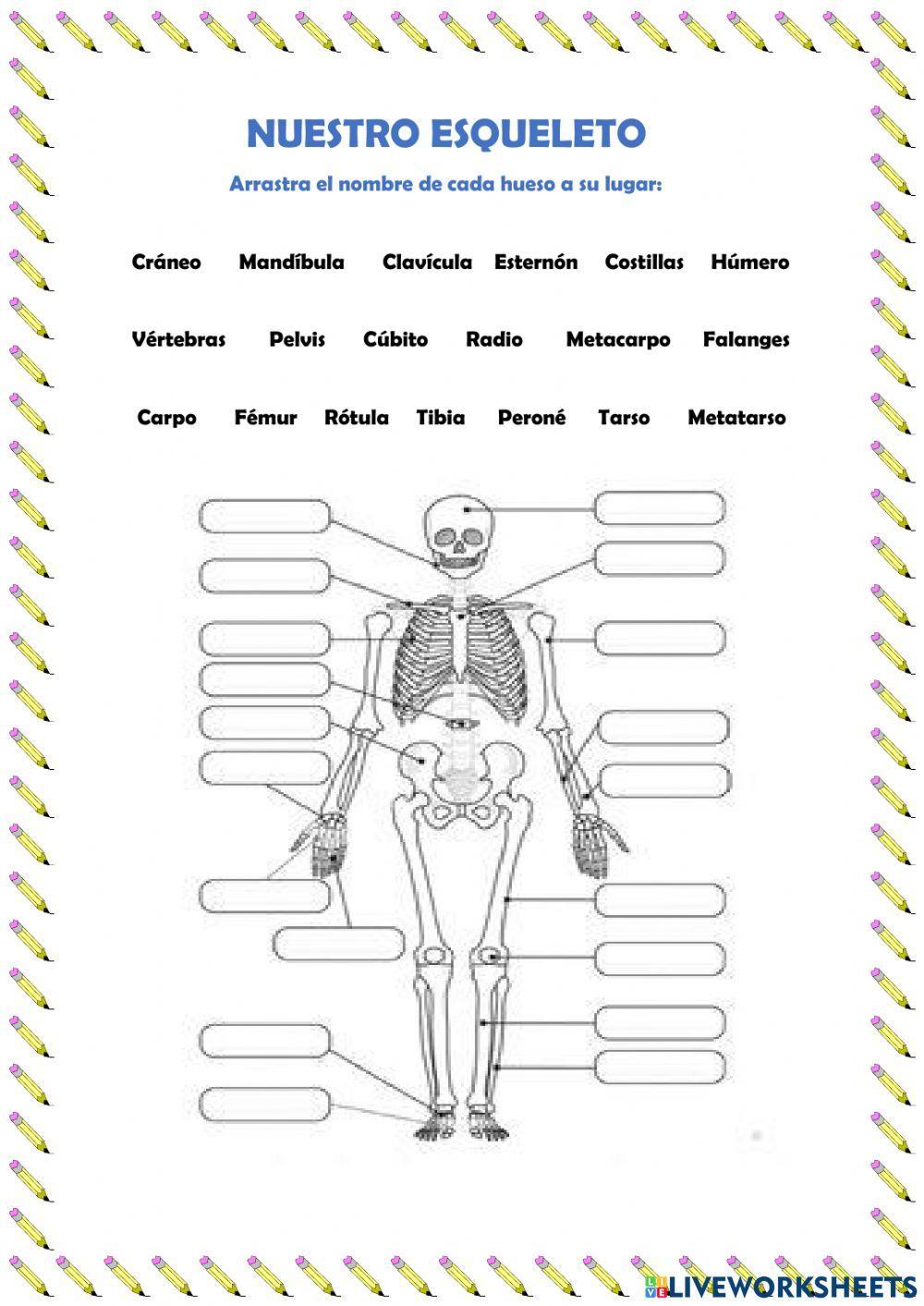 Nuestro esqueleto