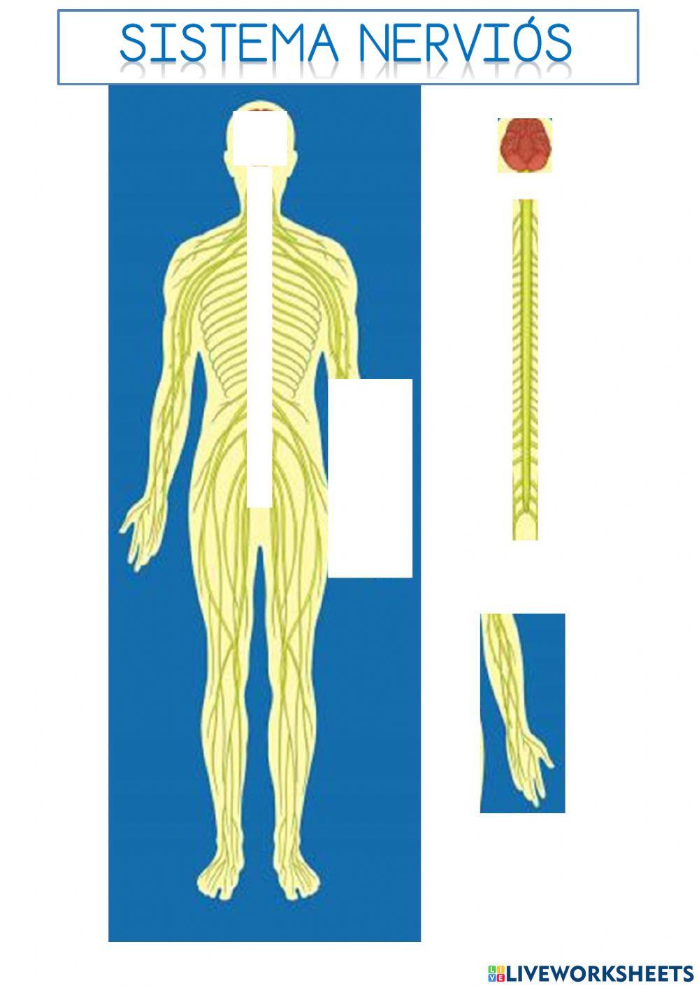 Sistemes anatomics classificar