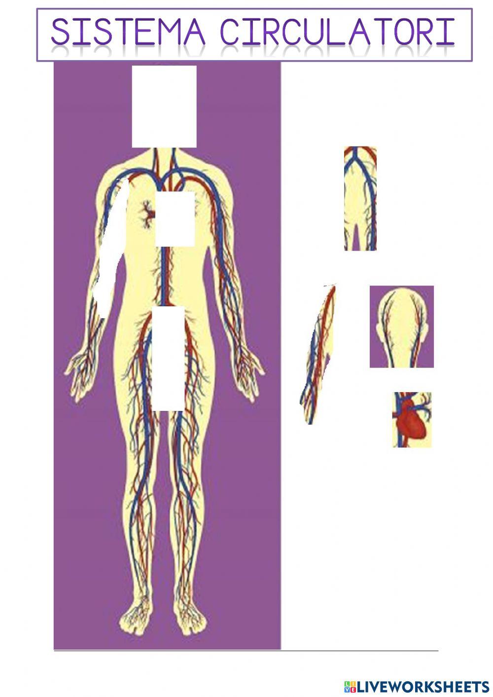 Sistemes anatomics classificar