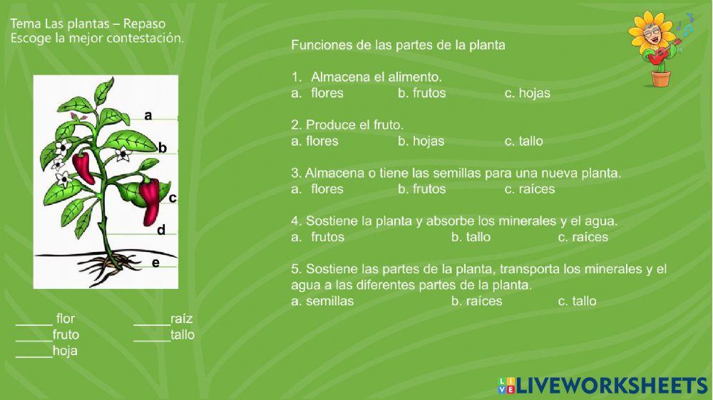 Repaso de las plantas