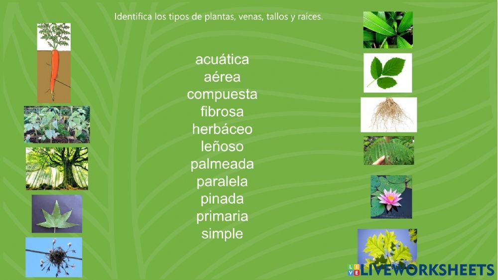 Repaso de las plantas