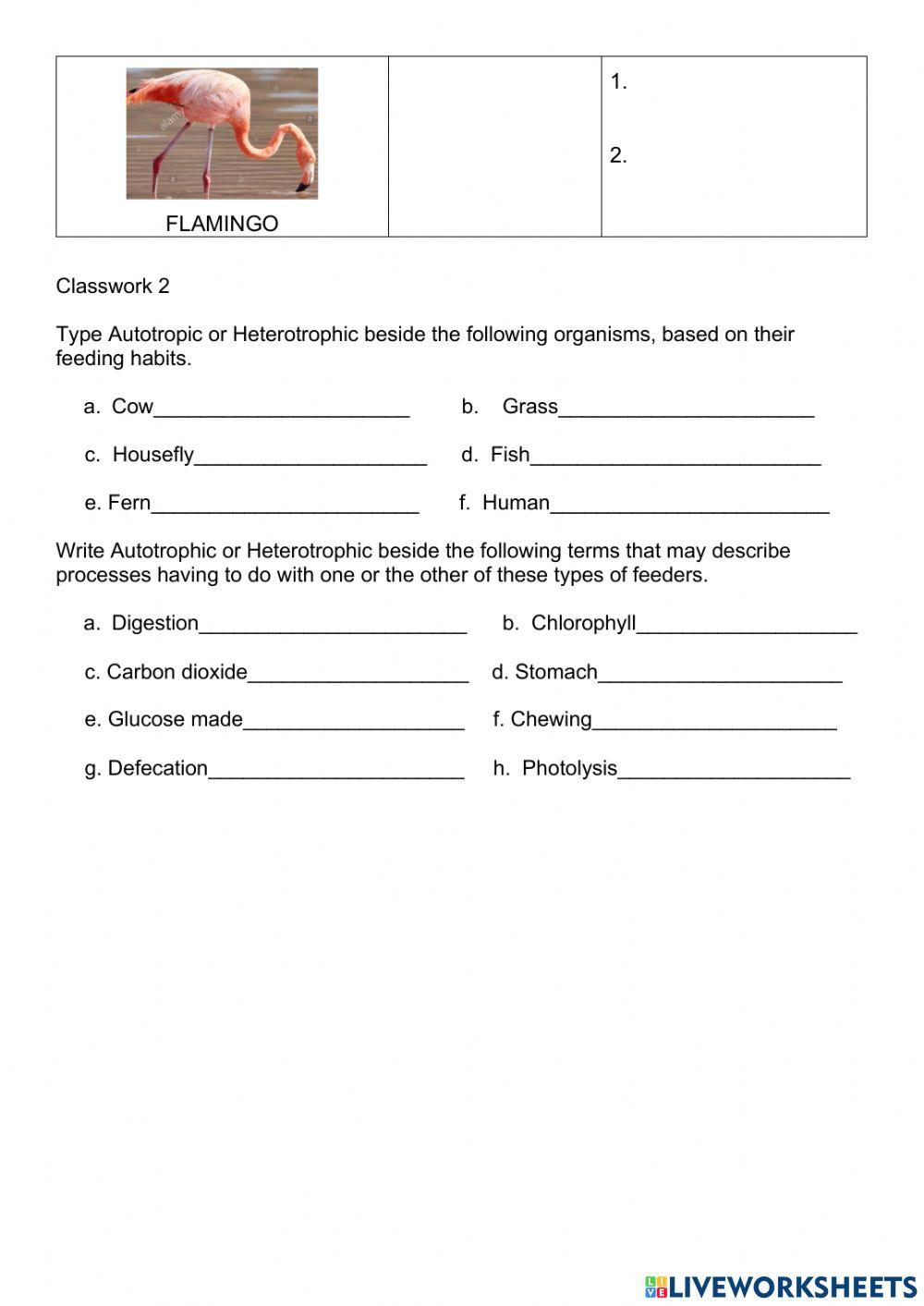 Heterotrophic Nutrition 2021