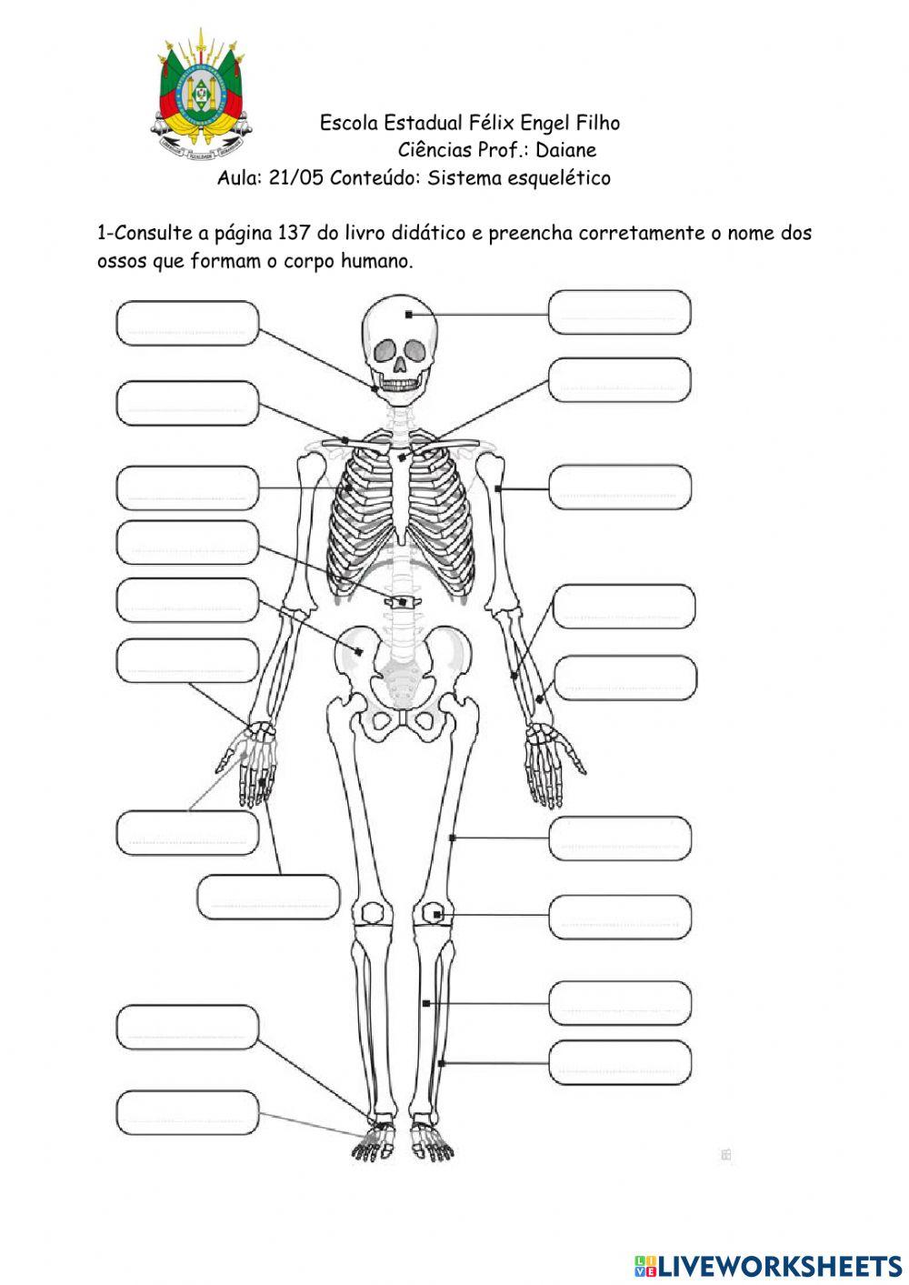 Ossos do esqueleto humano