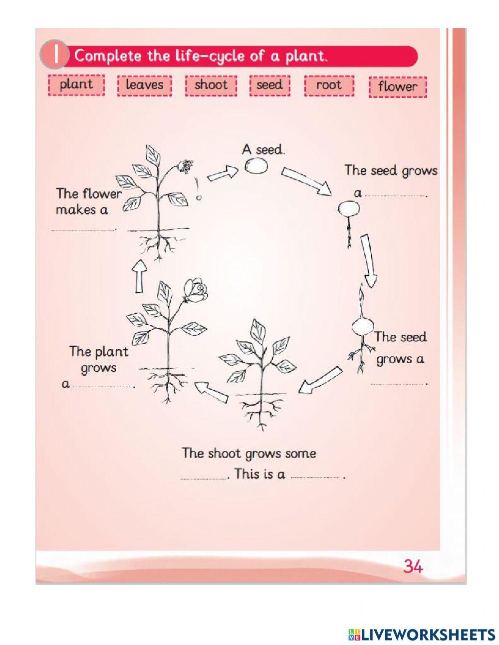 Life cycle of a plant