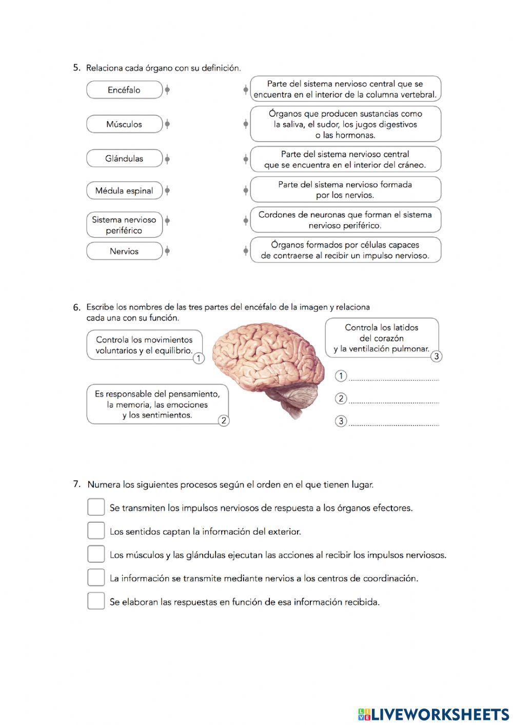 Naturales 6º-Unidad 4