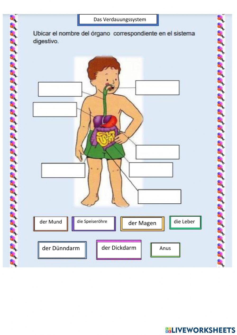 Das Verdauungssystem