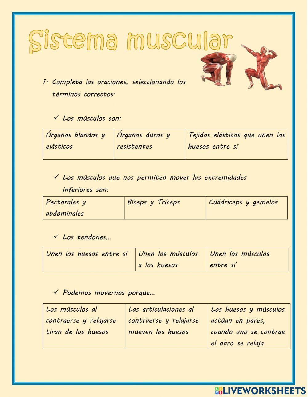 Actividad sistema muscular