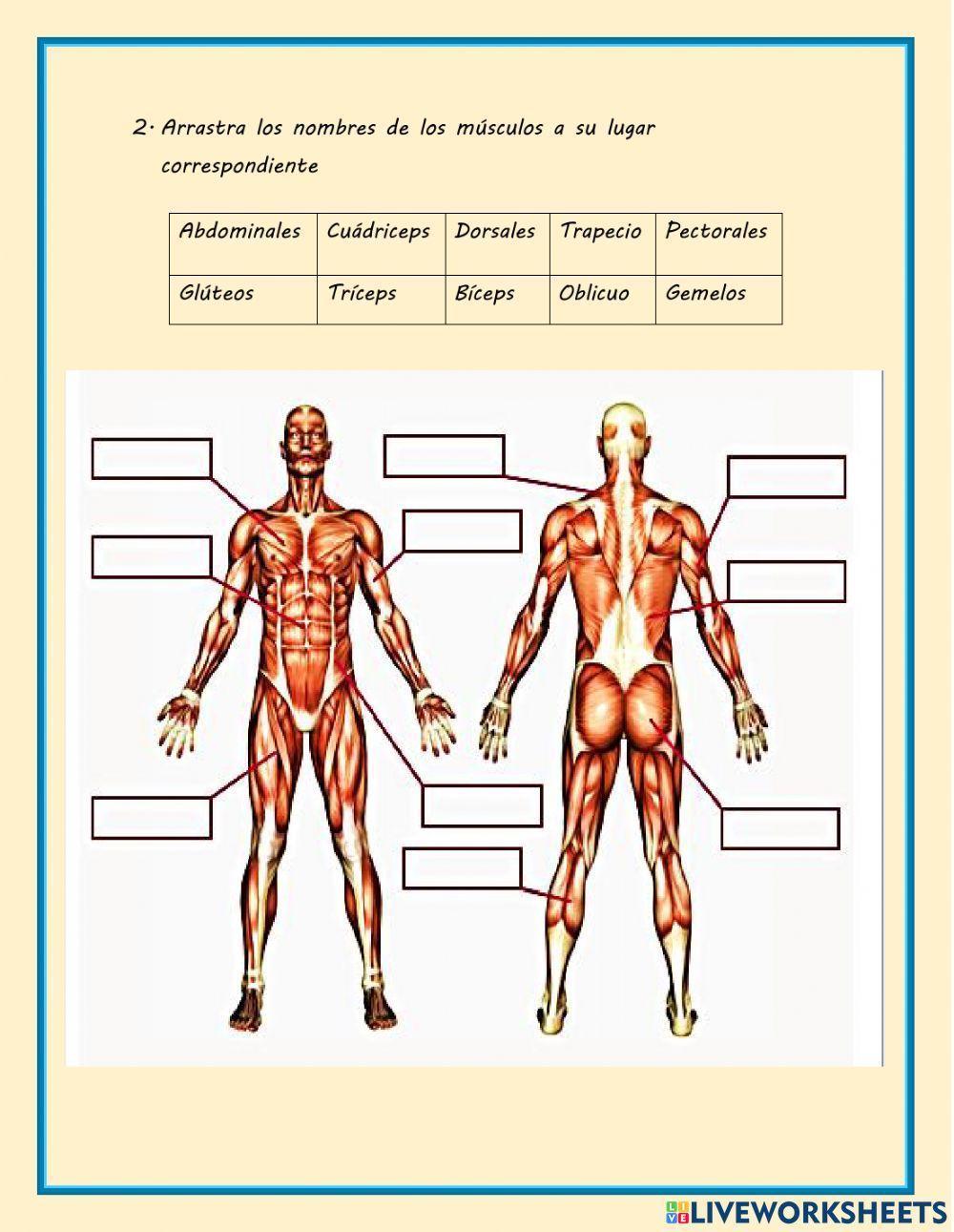 Actividad sistema muscular
