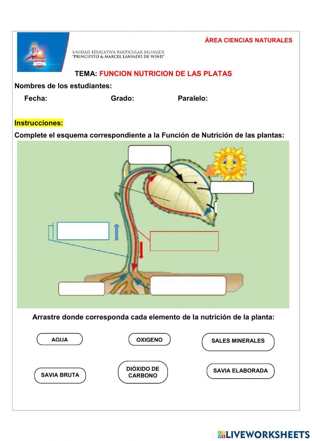 Función Nutrición de las Platas
