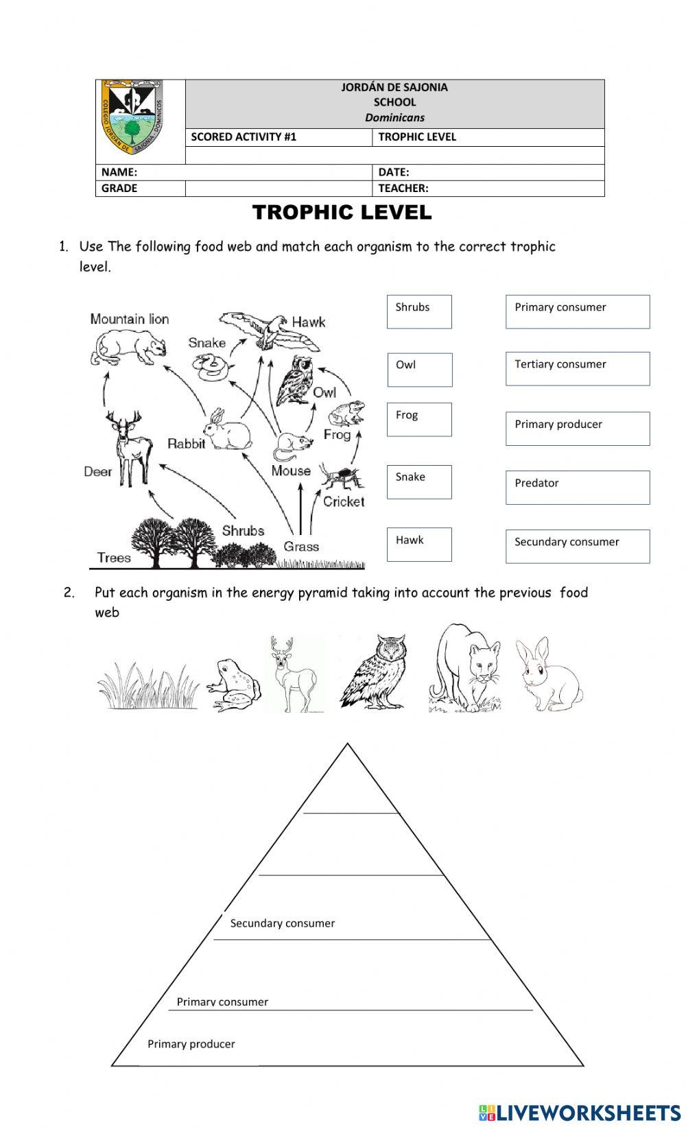 Food web and trophic level