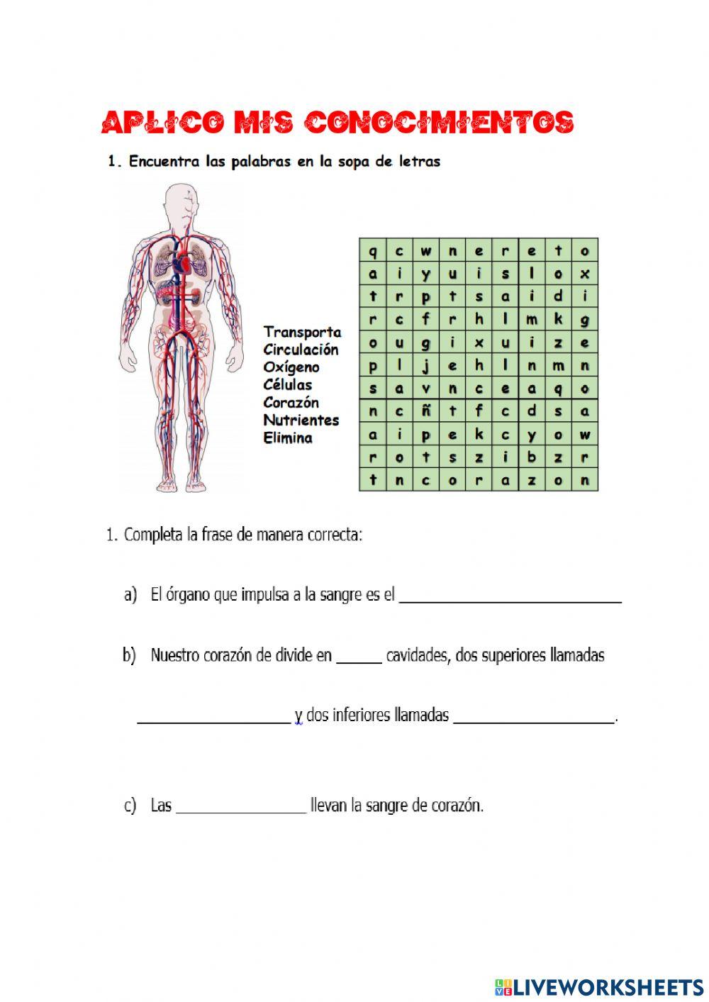 Sistema circulatorio