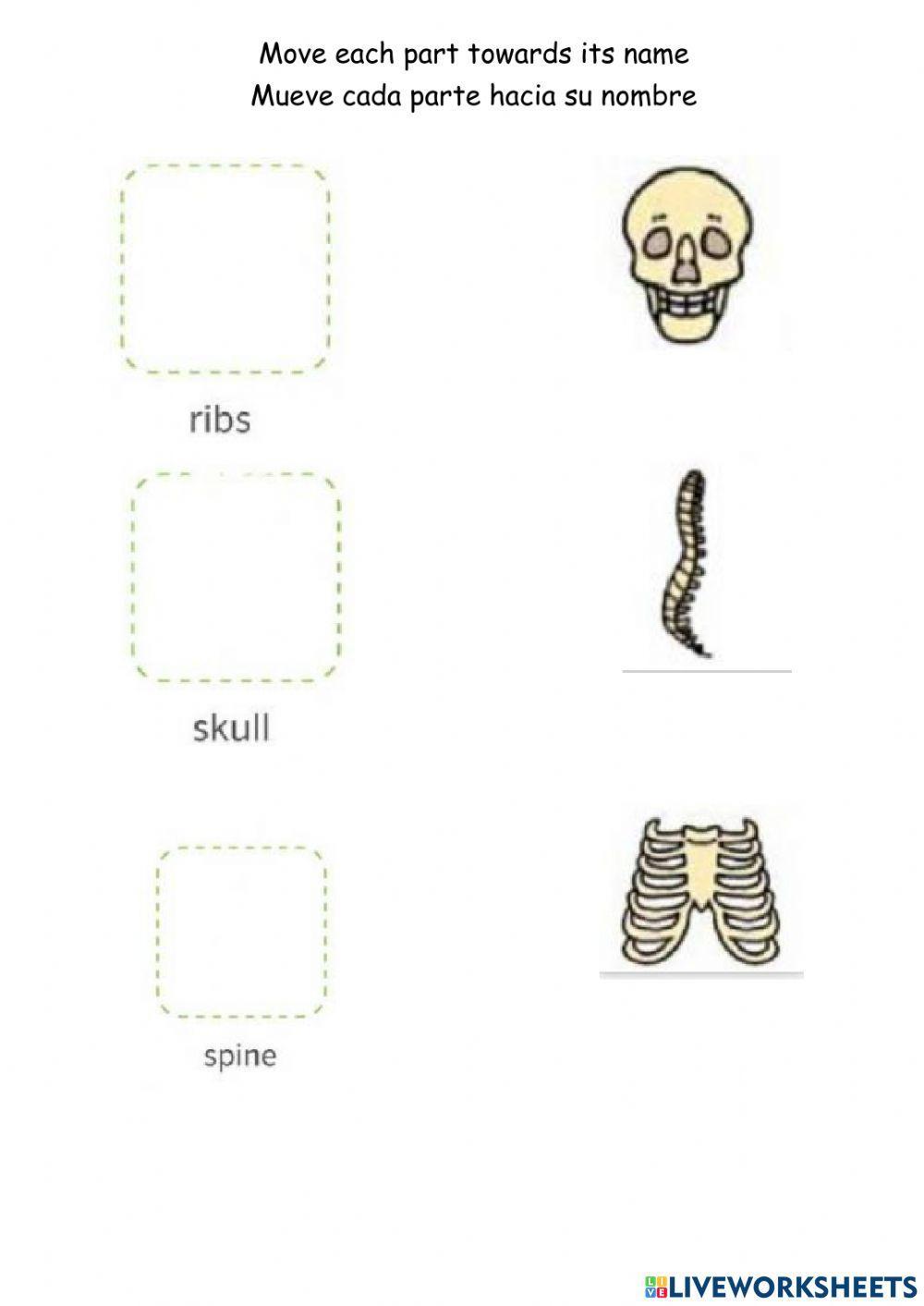 Parts of the skeletal system