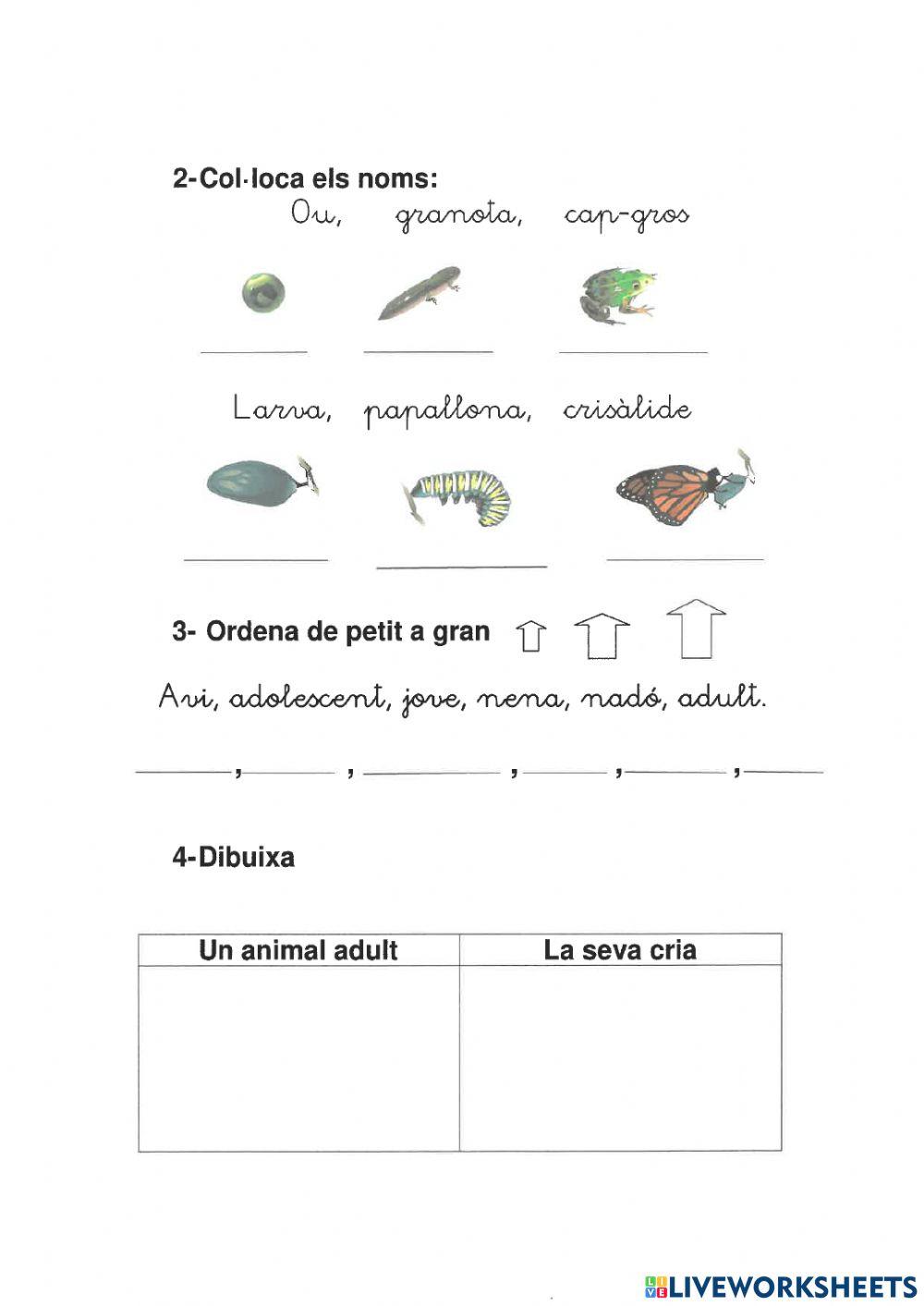 El creixement repàs