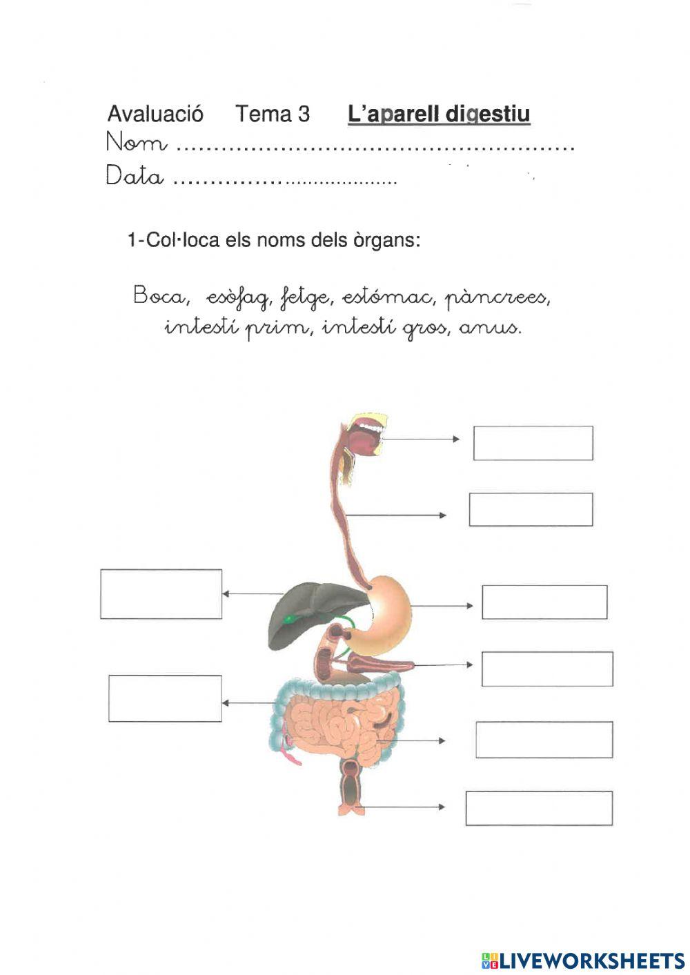 Aparell digestiu repàs
