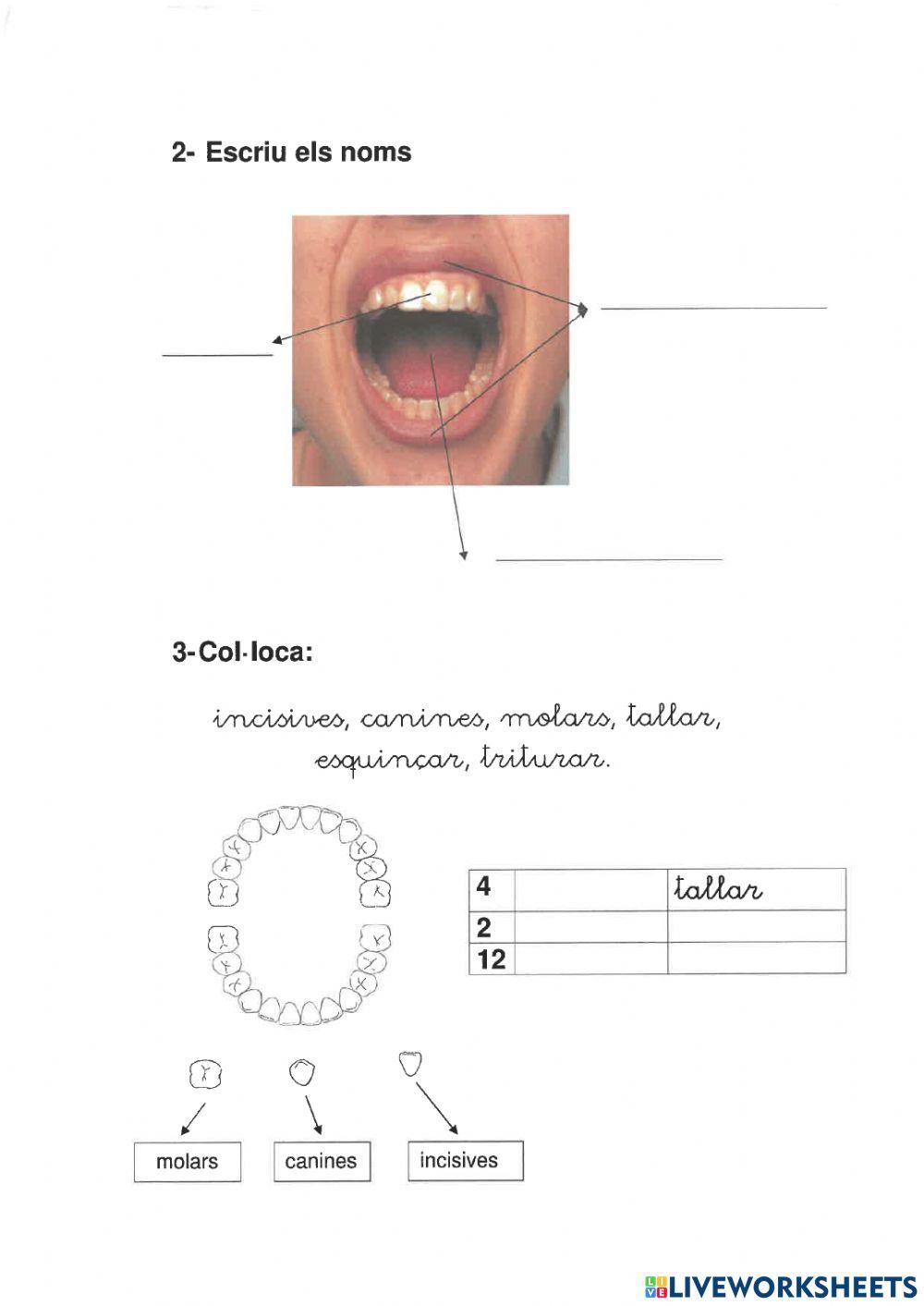 Aparell digestiu repàs