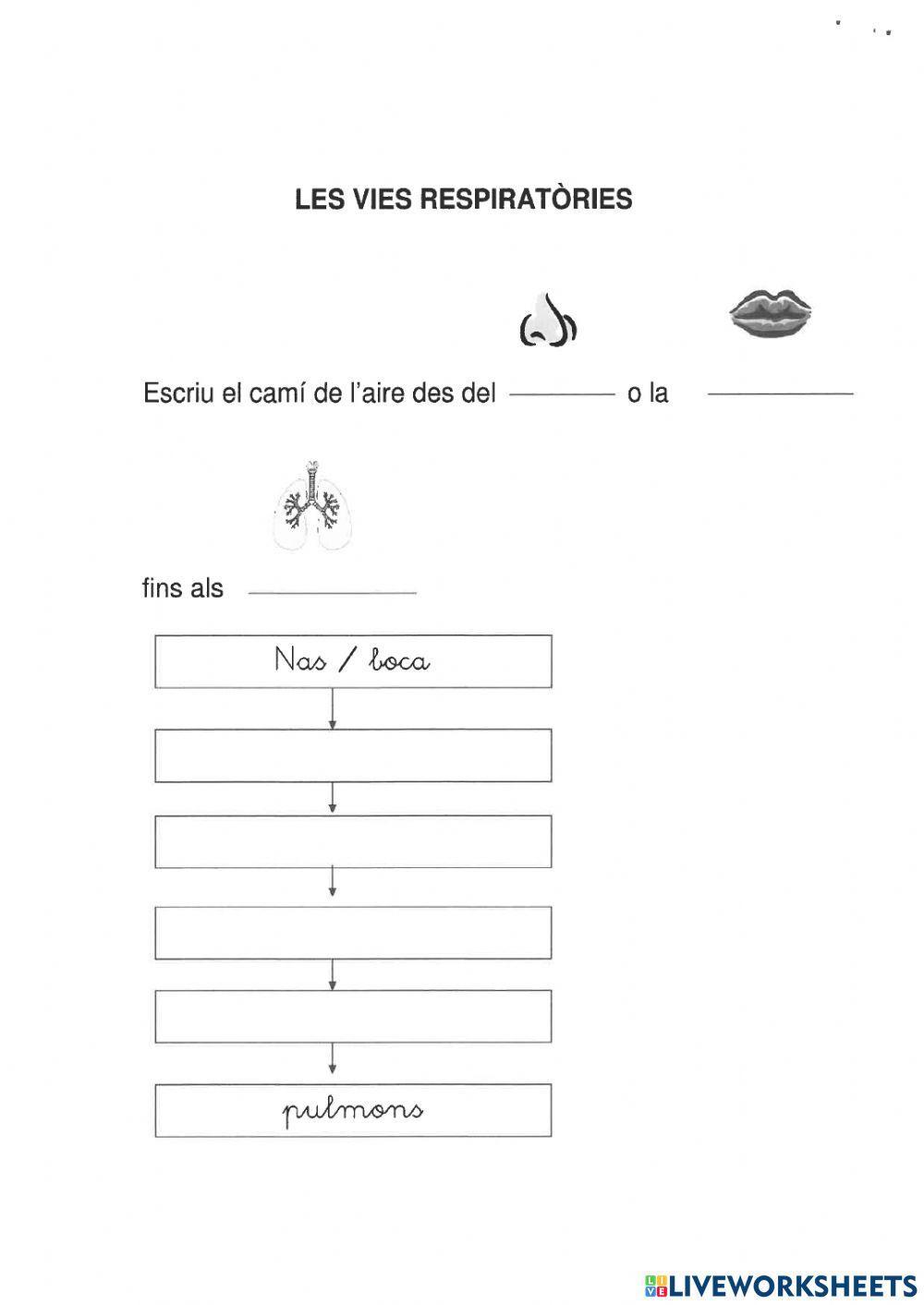 Aparell respiratori - 2