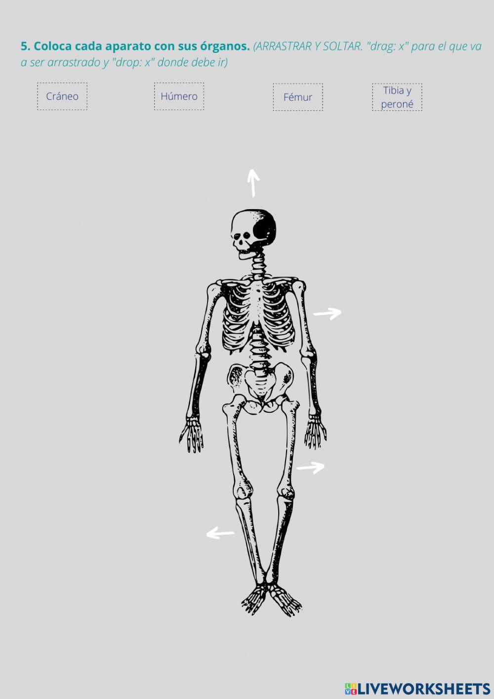 Sentidos y aparato locomotor