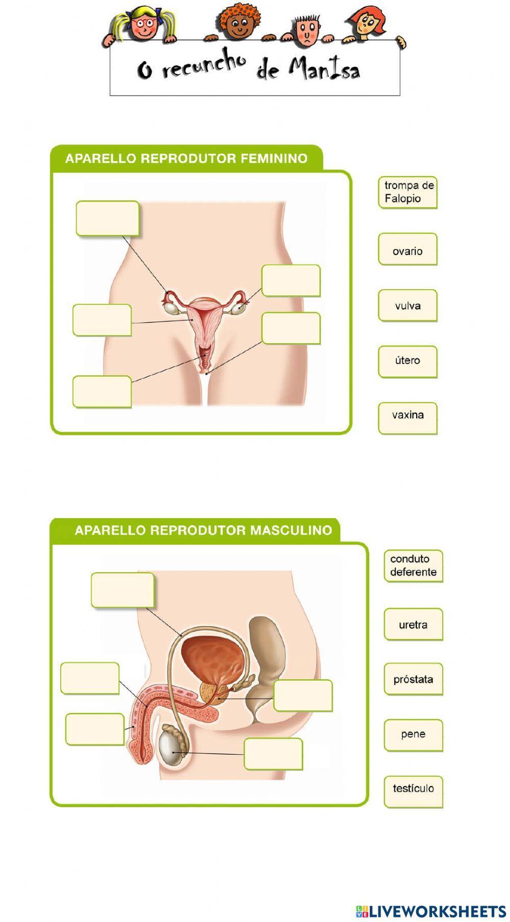 Aparello reprodutor 1