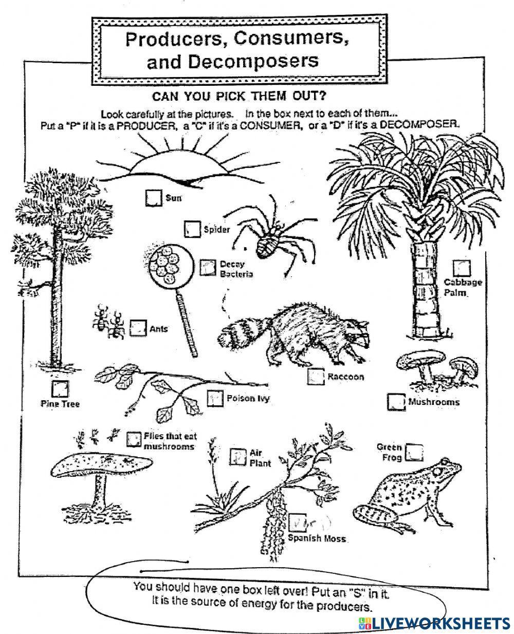 Producers, consumers, decomposers worksheet | Live Worksheets producers-consumers-decomposers-worksheet-live-worksheets