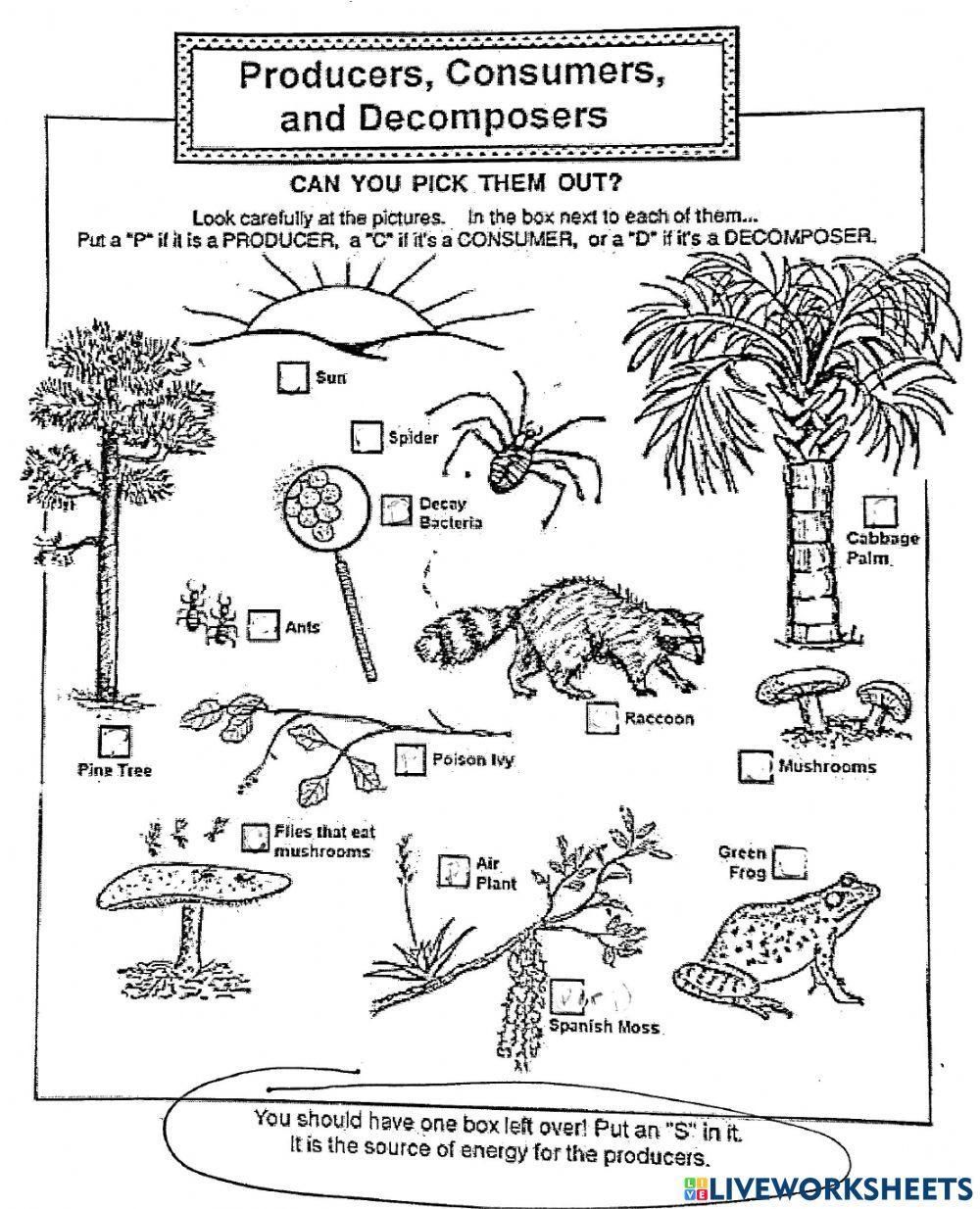 Producers, consumers, decomposers