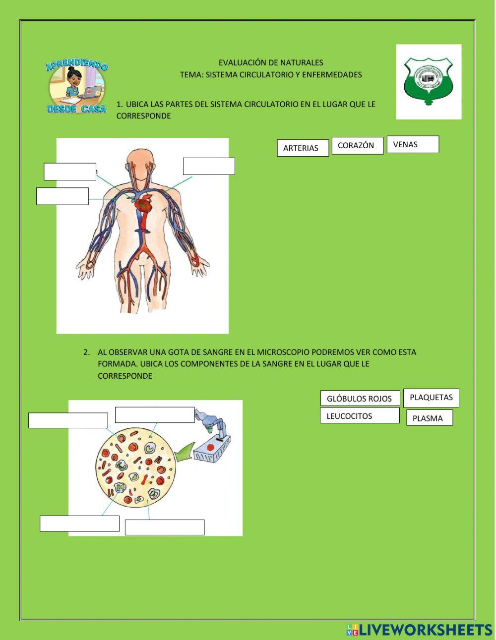 Sistema circulatorio