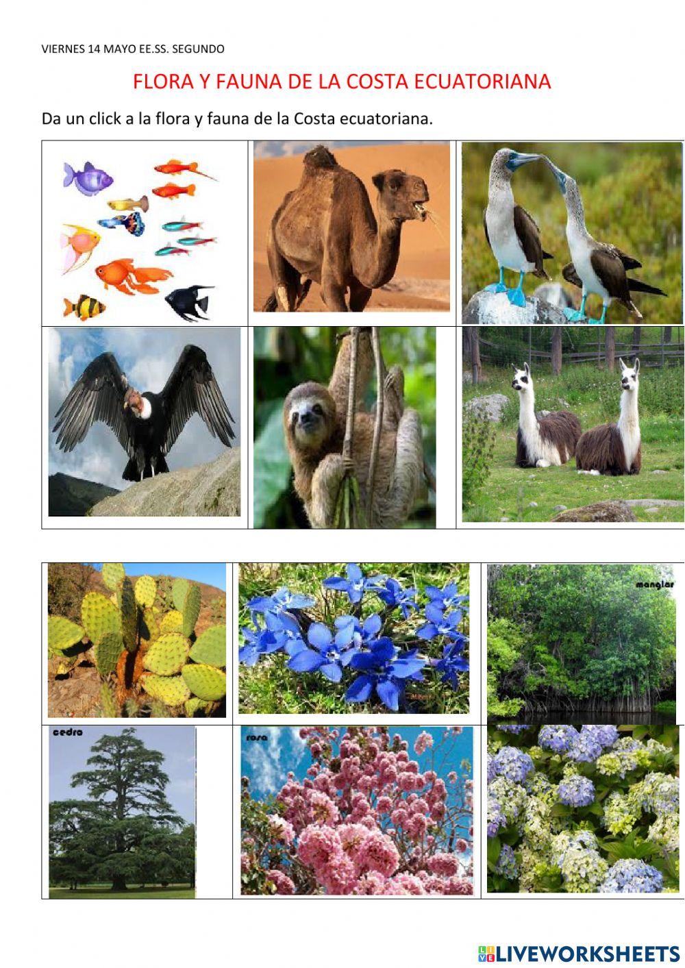 FLORA Y FAUNA DE LA COSTA ECUATORIANA SEGUNDO DE BÁSICA