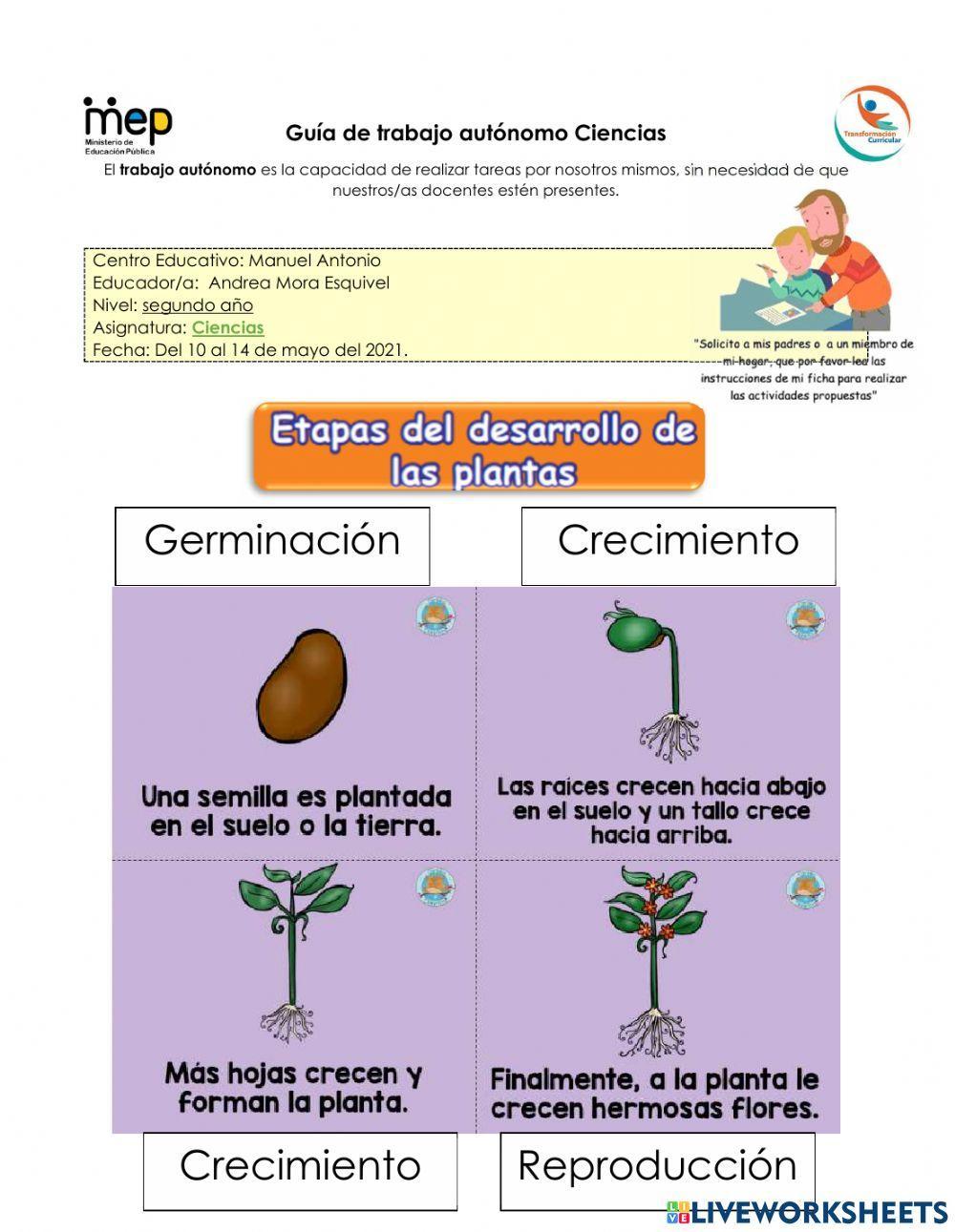 Etapas del desarrollo de las plantas e insectos