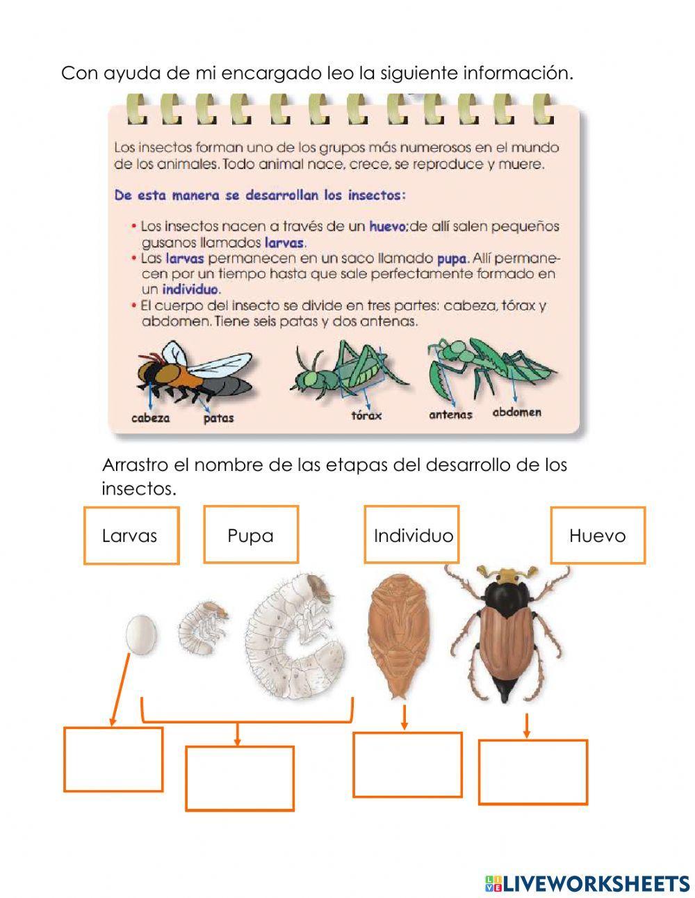 Etapas del desarrollo de las plantas e insectos