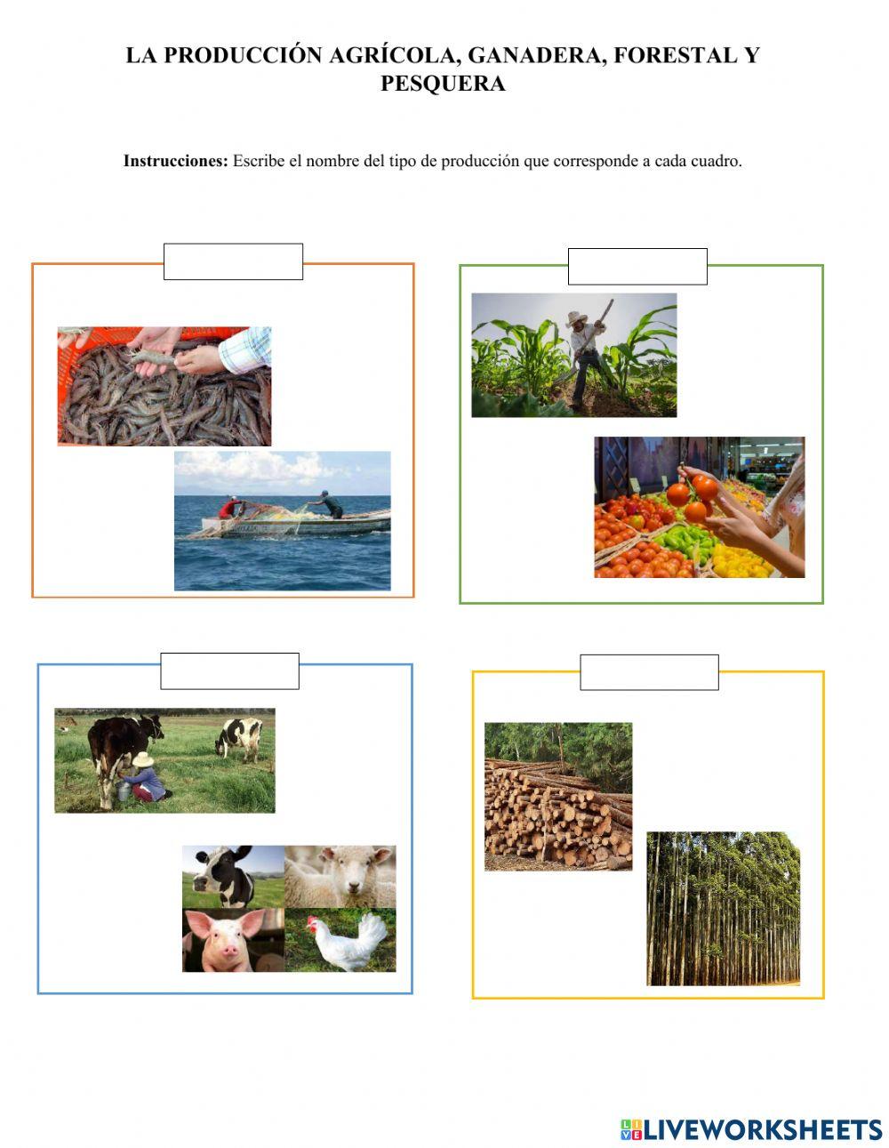 La producción agrícola, ganadera, forestal y pesquera worksheet Live Worksheets La producción agrícola, ganadera, forestal y pesquera worksheet Live Worksheets