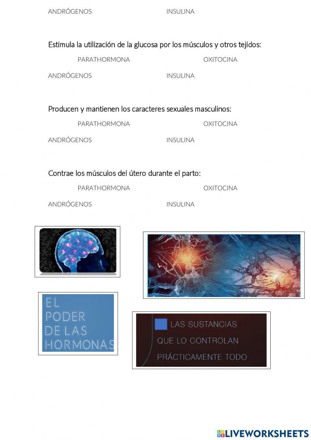 Función de relación: sistema endocrino