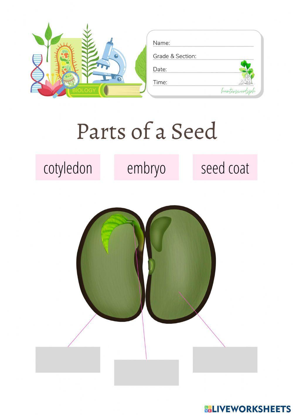 Parts of a Seed - HuntersWoodsPH Biology