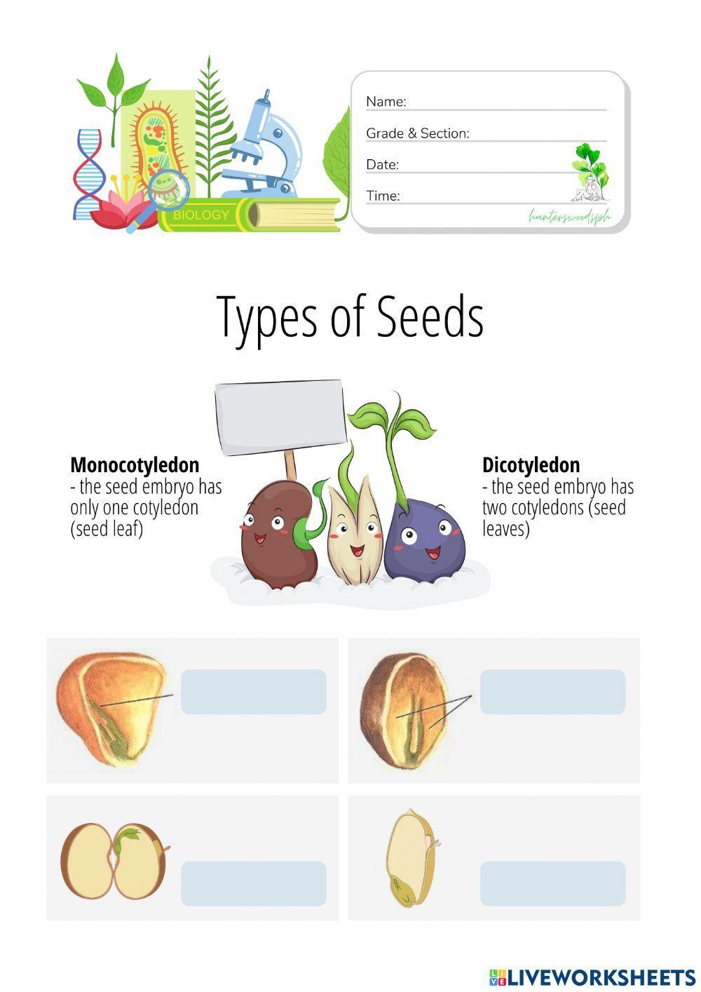 Types of Seeds - HuntersWoodsPH Biology