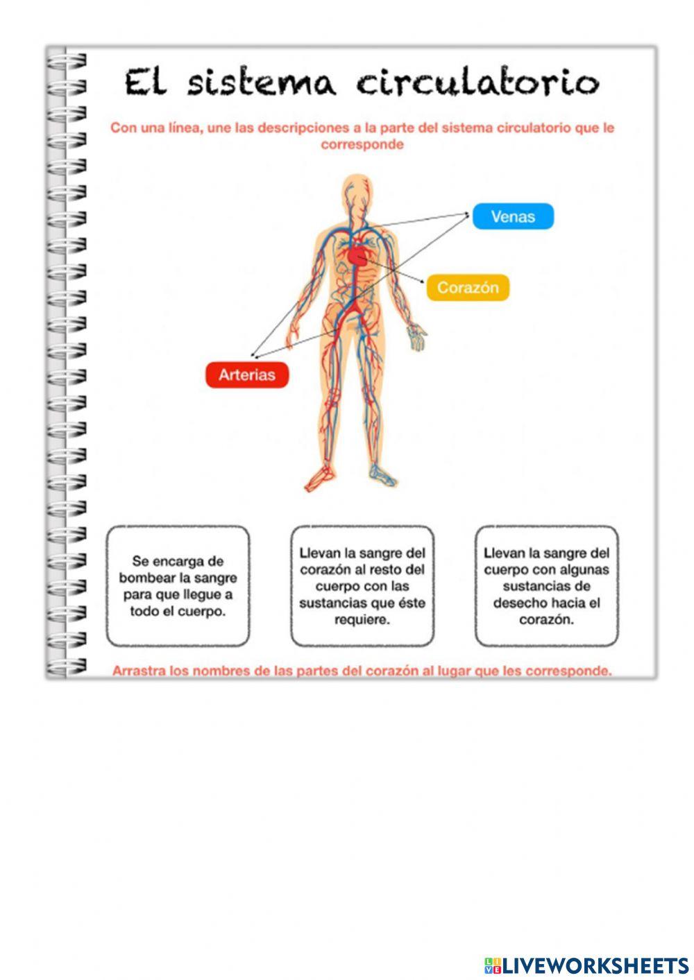 Sistema circulatorio