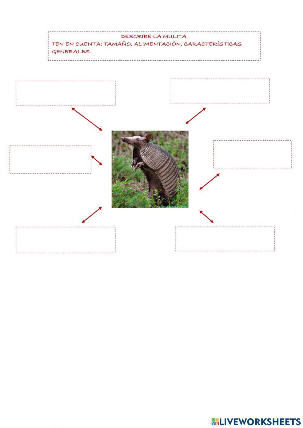 Descripción de la mulita