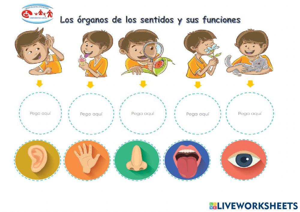 Los órganos de los sentidos y sus funciones