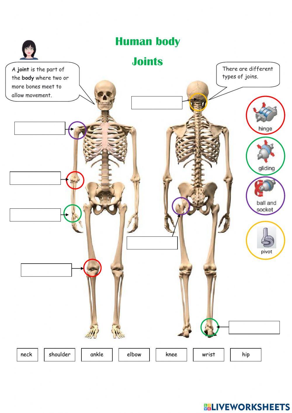Human joints