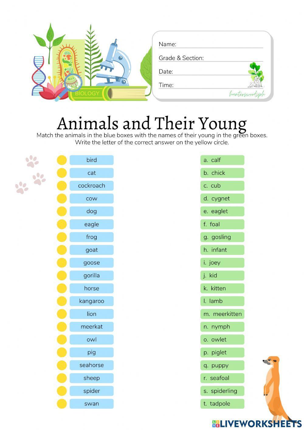 Animals and Their Young - HuntersWoodsPH Biology