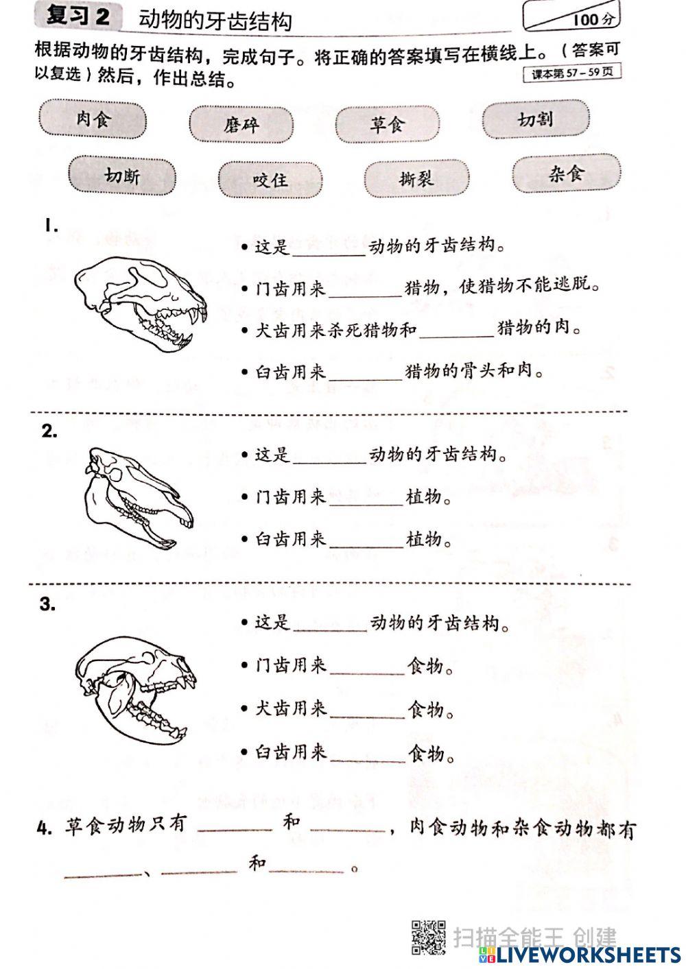 动物牙齿的结构