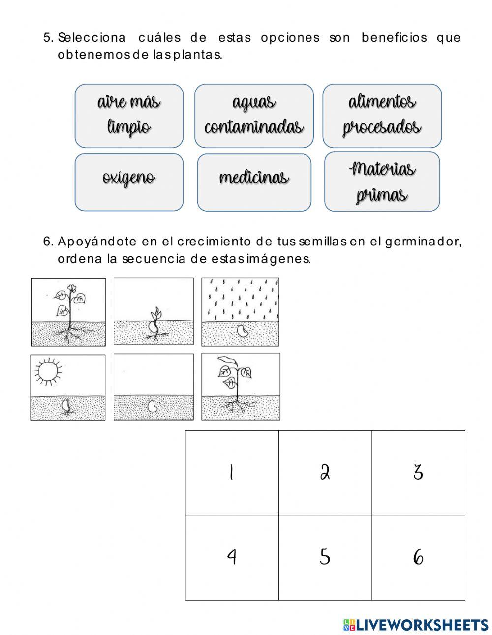 Importancia de las plantas