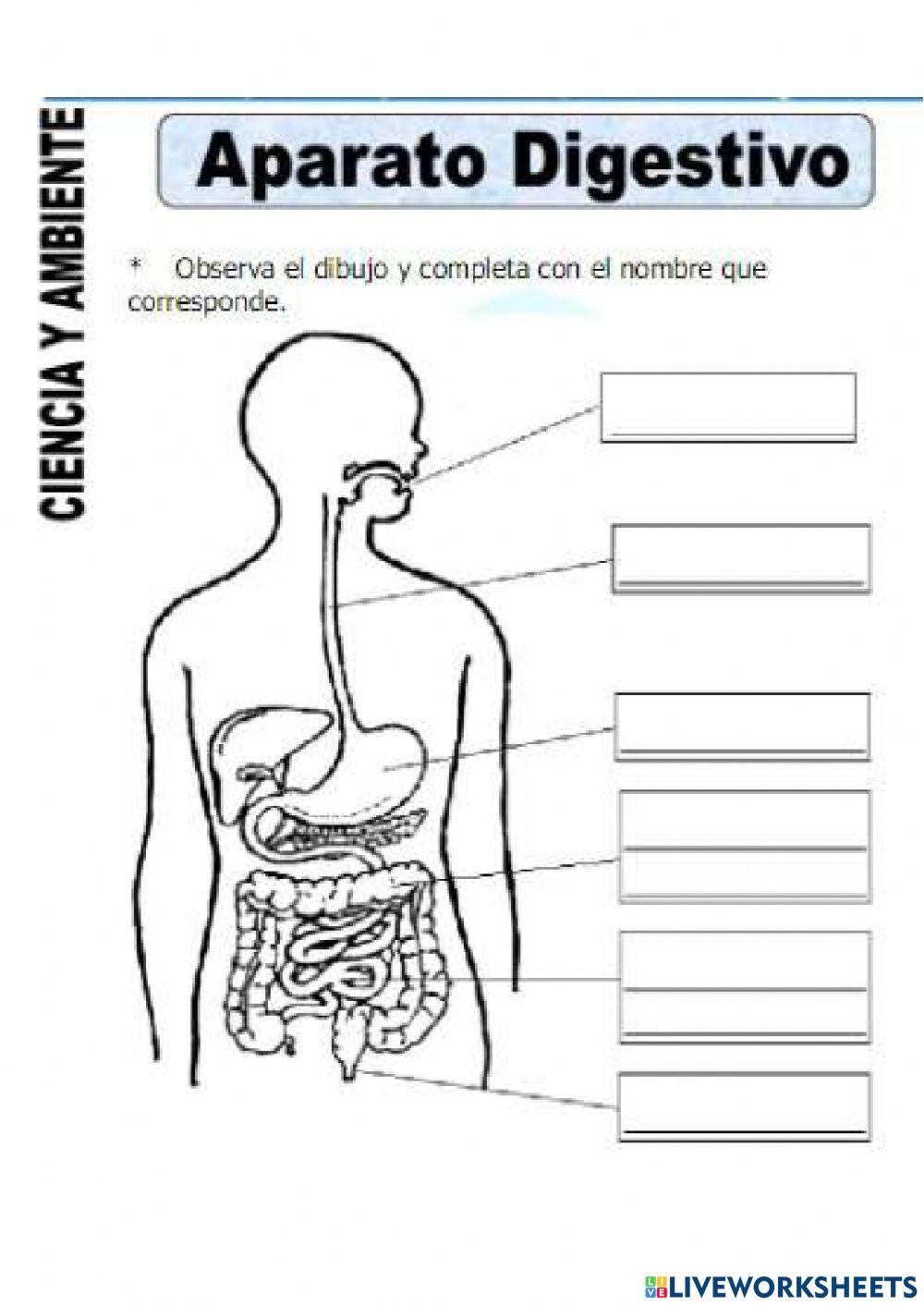 Partes sistema digestivo