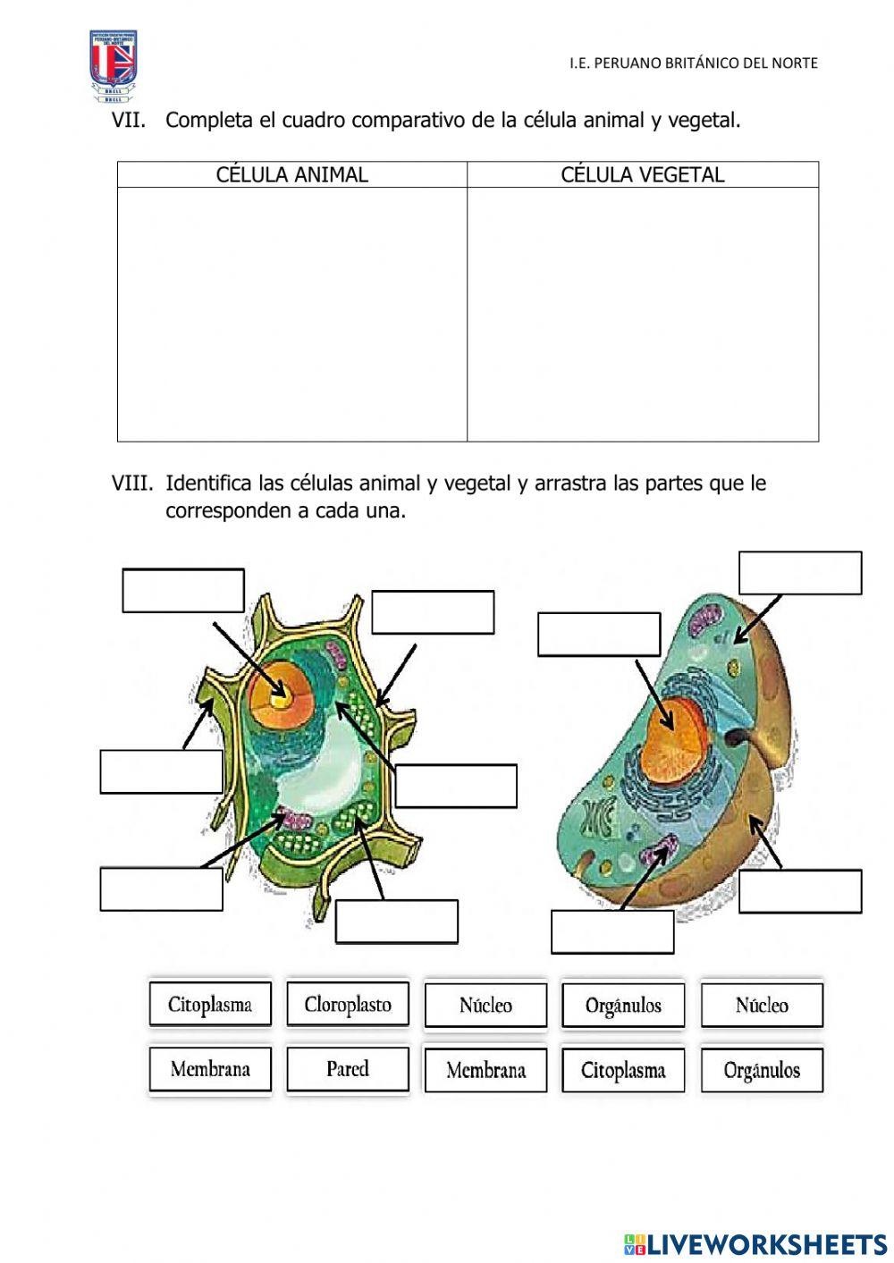 Evaluación de Ciencia