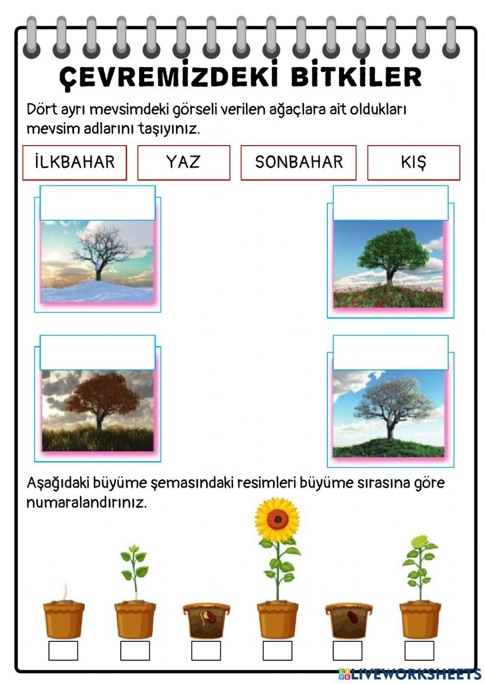 Çevremizdeki Bitkiler-3
