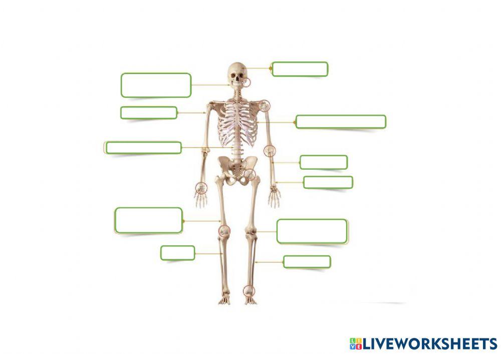 Hezurrak eta muskuluak