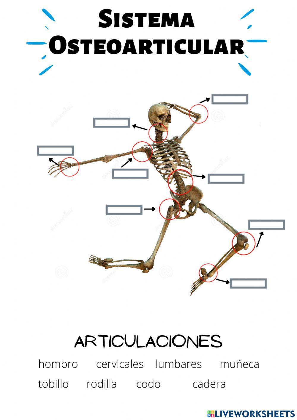 Sistema osteoarticular