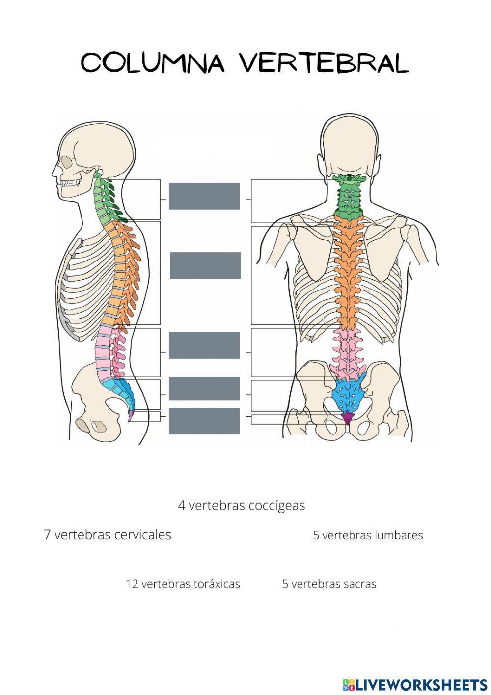Sistema osteoarticular