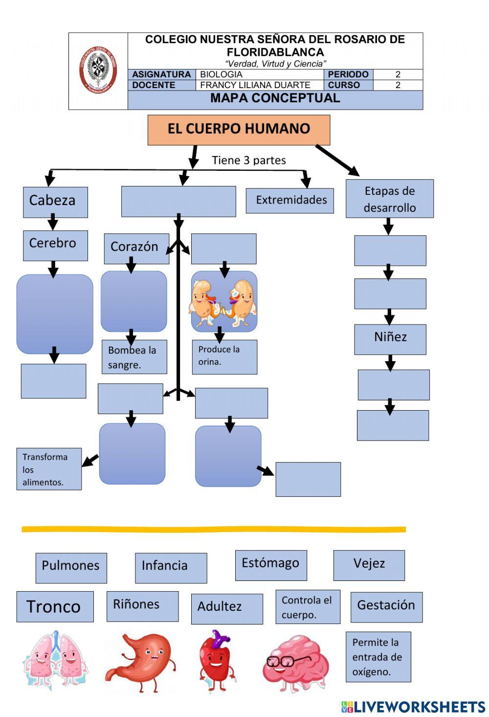 El cuerpo humano