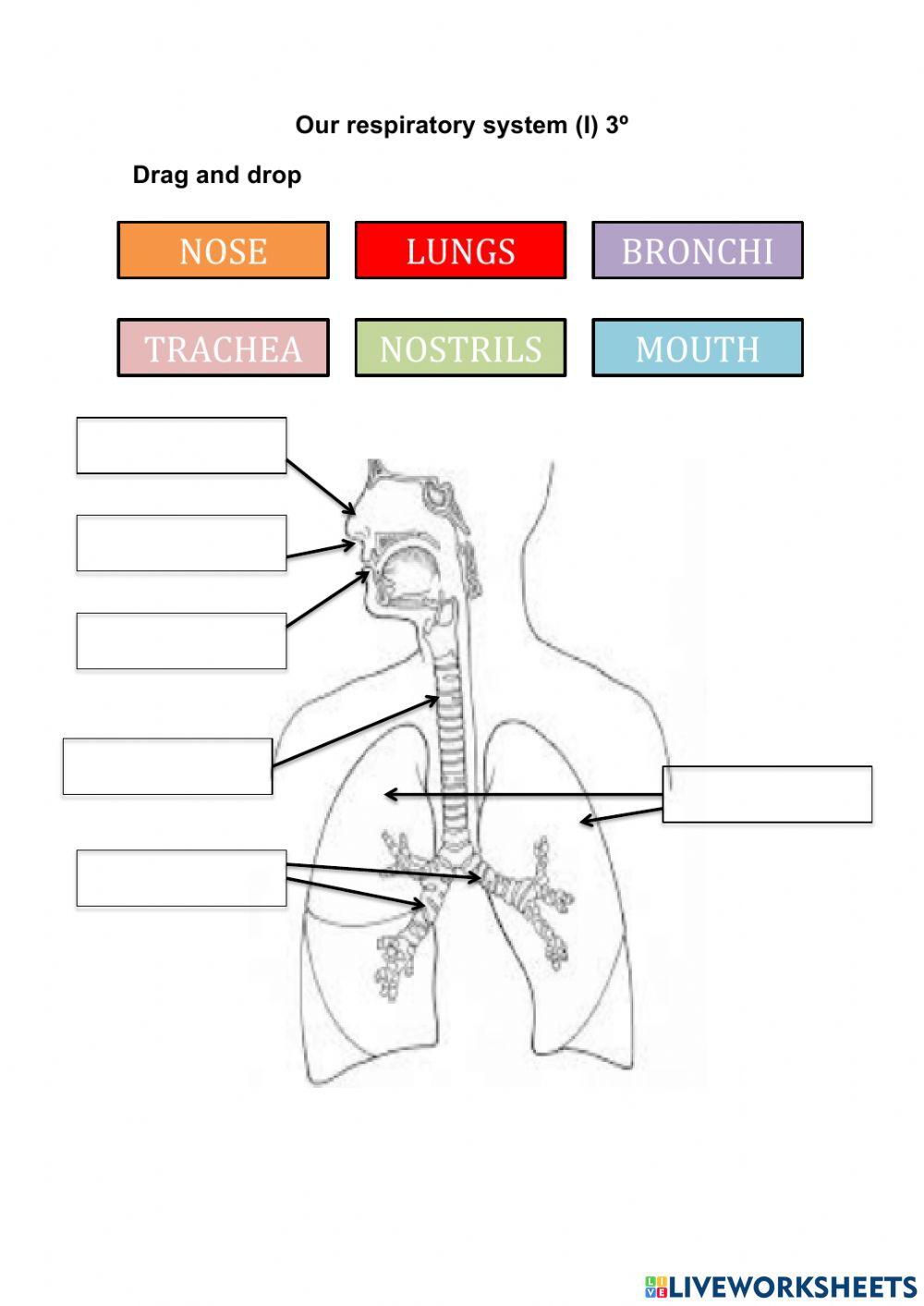 Our respiratory system I 3º