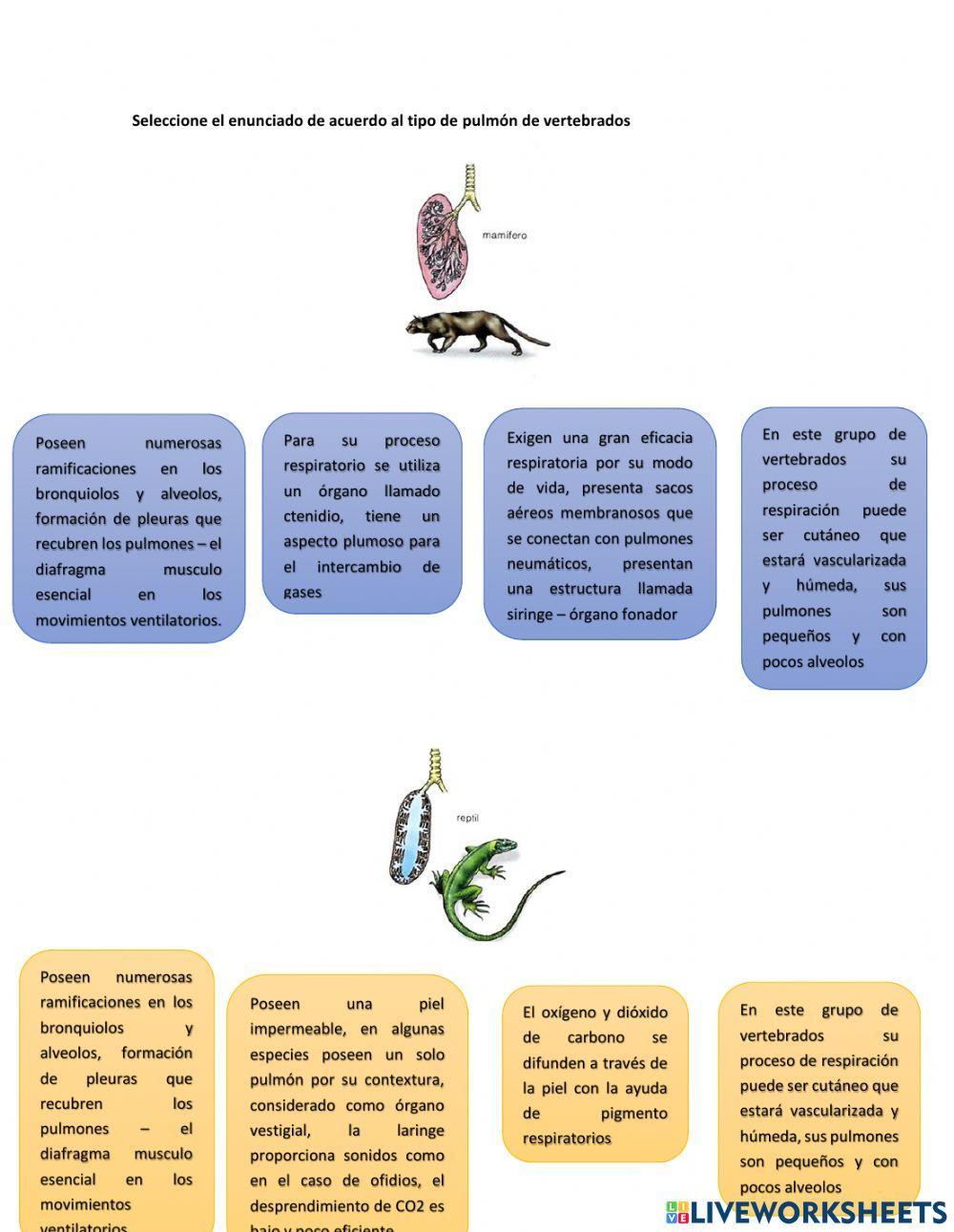 Sistema respiratorio en animales