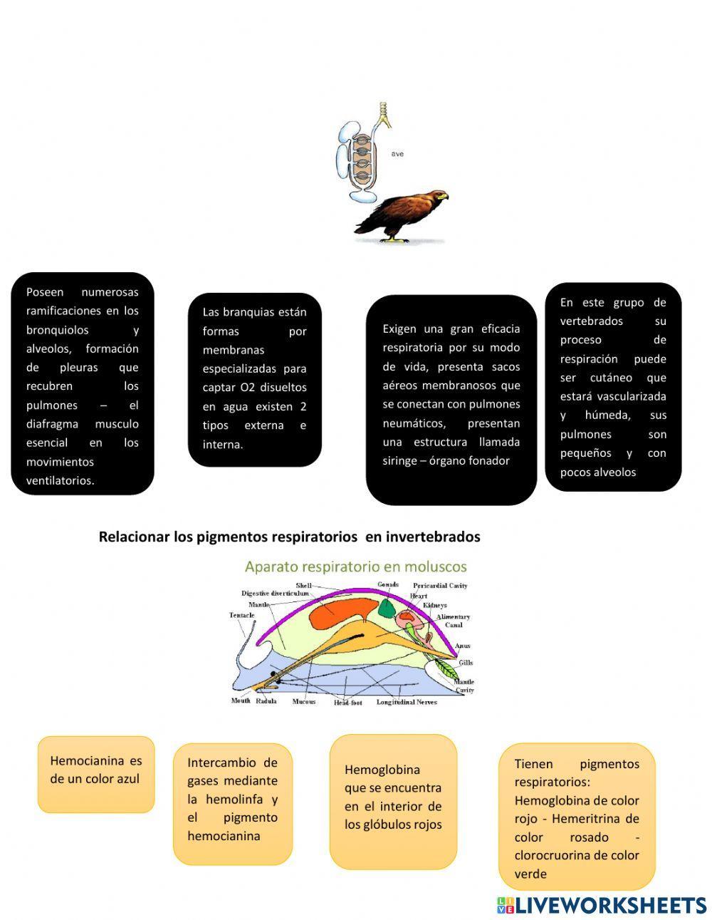 Sistema respiratorio en animales